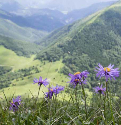 Plant Promotion: Alpine Aster