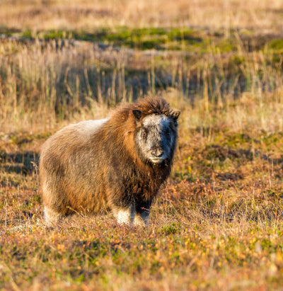 Alaska Department of Fish & Game Produces New YouTube Series
