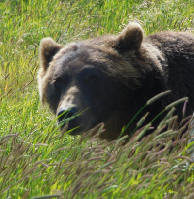 Another Bear Attack in Alaska