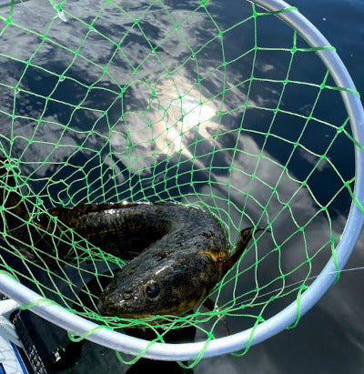 The Poor Man's Lobster: Burbot