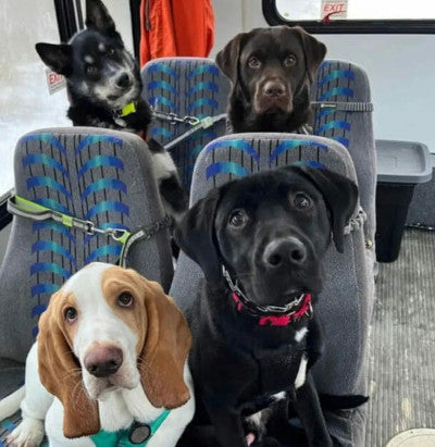 Skagway's Commuter Bus for Canines