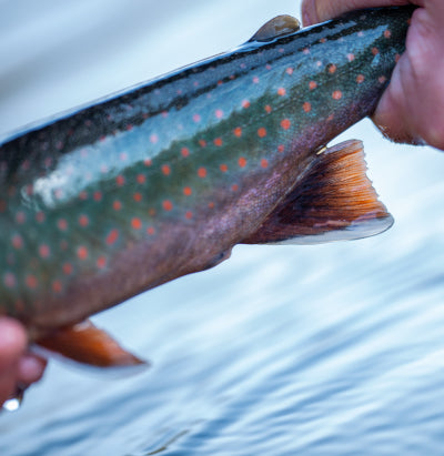 Dolly Varden: Fish Spotlight