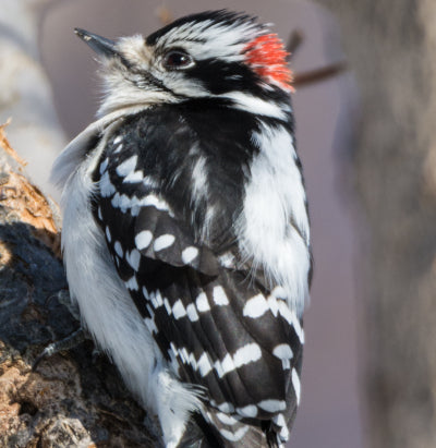 Bird Spotlight: Downy Woodpecker