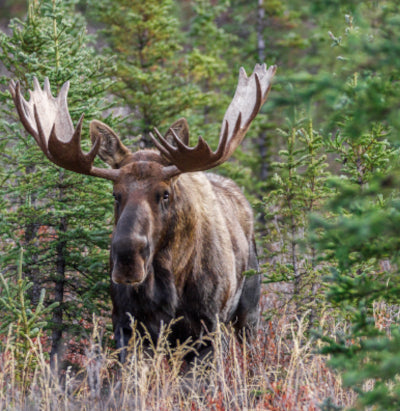 Moose Hunting Season in Alaska!