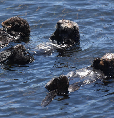 Sea Otters of Alaska