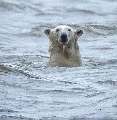 Rare Polar Bear Sighting in Alaska