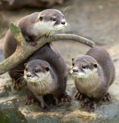 Ornery Otters in Alaska - Felix Paydirt's Gourmet Gold