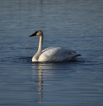 Swans of Alaska